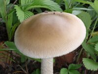 Tajribali lezbiyenlar tasmali